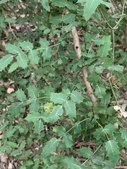 Berberis swaseyi