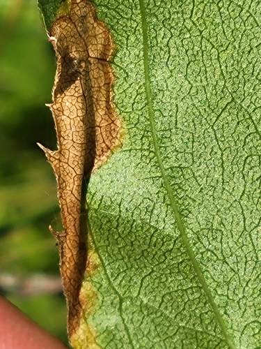 Stigmella photographed on goldenrod