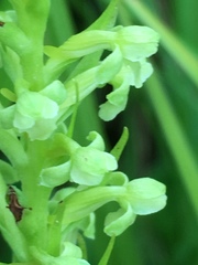 Platanthera flava herbiola