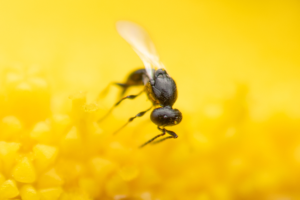 Platygaster
