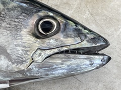 Atlantic Bonito photo 3