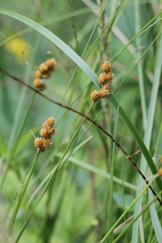 Carex bebbii iNat (3)