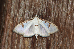 Palpita illibalis