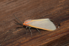 Pygarctia abdominalis