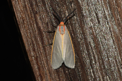 Pygarctia abdominalis