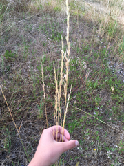 Arrhenatherum elatius