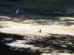 Sciurus niger