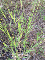 Arrhenatherum elatius