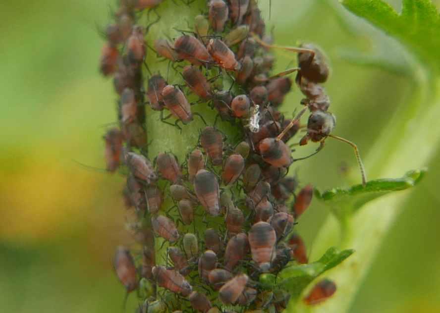 Aphid Endobacterium