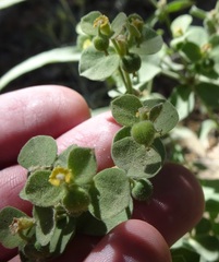 Euphorbia yaquiana
