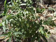 Euphorbia yaquiana