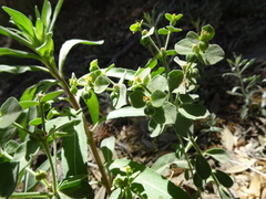 Euphorbia yaquiana