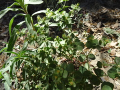 Euphorbia yaquiana