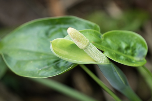 Alocasia cucullata