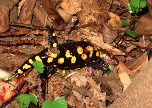 Salamandra infraimmaculata