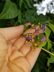Solanum dulcamara