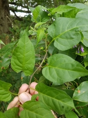 Solanum dulcamara
