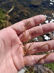 Potamogeton foliosus ssp. foliosus