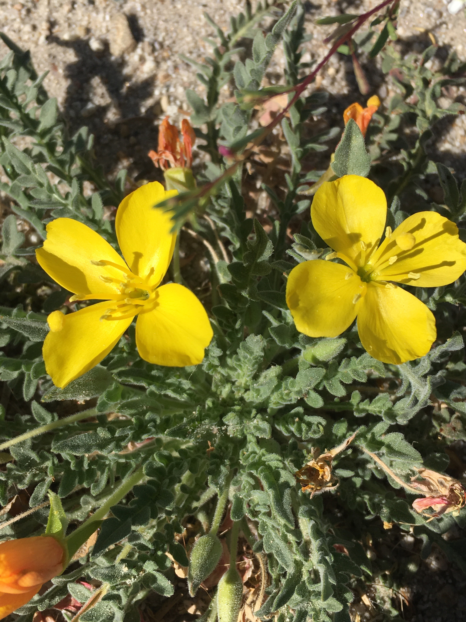 Taraxia tanacetifolia