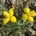 Tansyleaf Evening Primrose - Photo (c) Leslie Flint, some rights reserved (CC BY-NC), uploaded by Leslie Flint