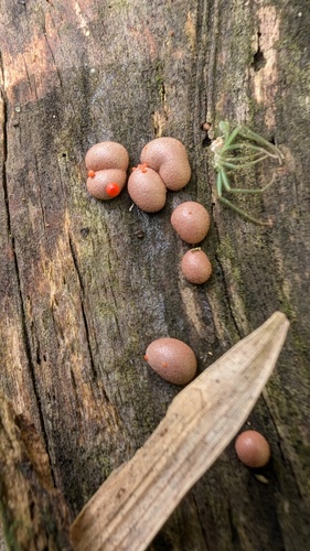 Lycogala epidendrum