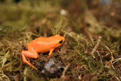 Mantella aurantiaca