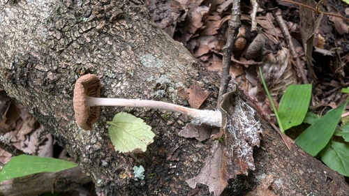 Collybiopsis biformis