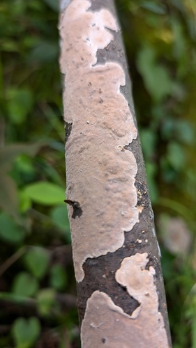 Heterochaete delicata