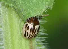 Zygogramma heterothecae