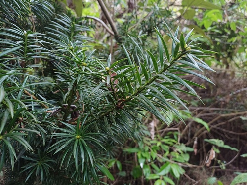 Podocarpus glomeratus, photograph 6