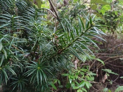 Podocarpus glomeratus, photograph (c) David F. Belmonte, some rights reserved (CC BY)