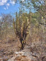 (c) Renato Bandeira, some rights reserved (CC BY) Pilosocereus chrysostele, photograph (c) Renato Bandeira, some rights reserved (CC BY)