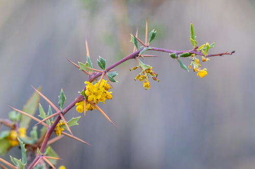 Berberis chilensis (Berberis chilensis)