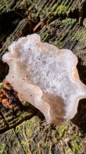 Pseudohydnum gelatinosum