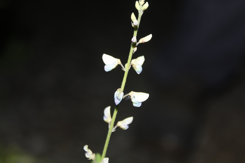 Image of Desmodium sessilifolium by (c) Alex Karasoulos, some rights reserved (CC BY)