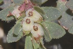 Euphorbia indivisa