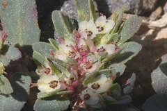 Euphorbia indivisa
