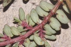 Euphorbia indivisa