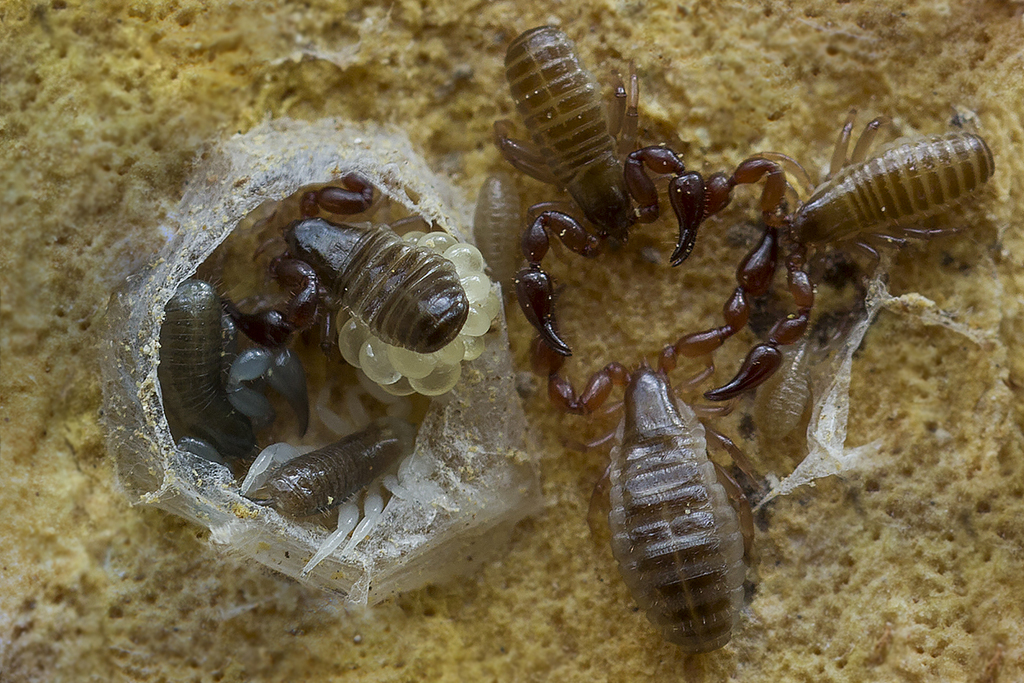 book scorpions