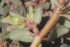 Euphorbia indivisa
