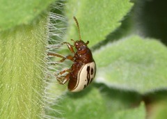 Zygogramma heterothecae