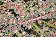 Euphorbia indivisa