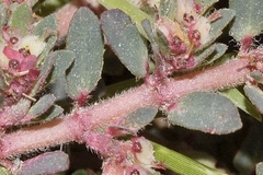 Euphorbia indivisa