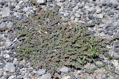 Euphorbia indivisa