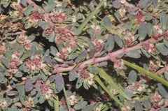 Euphorbia indivisa
