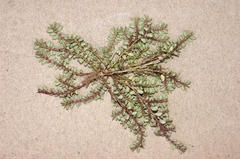 Euphorbia indivisa