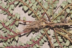 Euphorbia indivisa