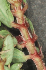 Euphorbia indivisa