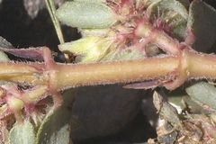 Euphorbia indivisa