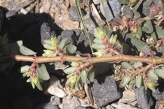 Euphorbia indivisa